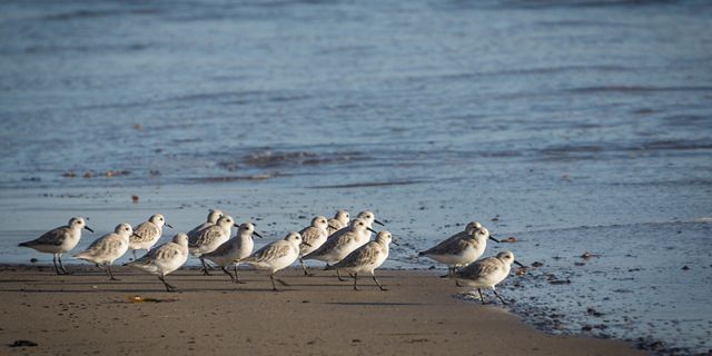 Plovers at the edge of the water.