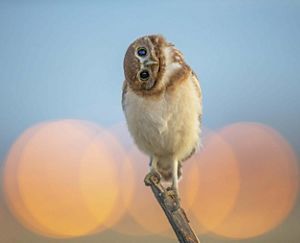 Burrowing owl standing on stick with head sideways looking at camera.