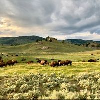 Bisons grazing on an open field