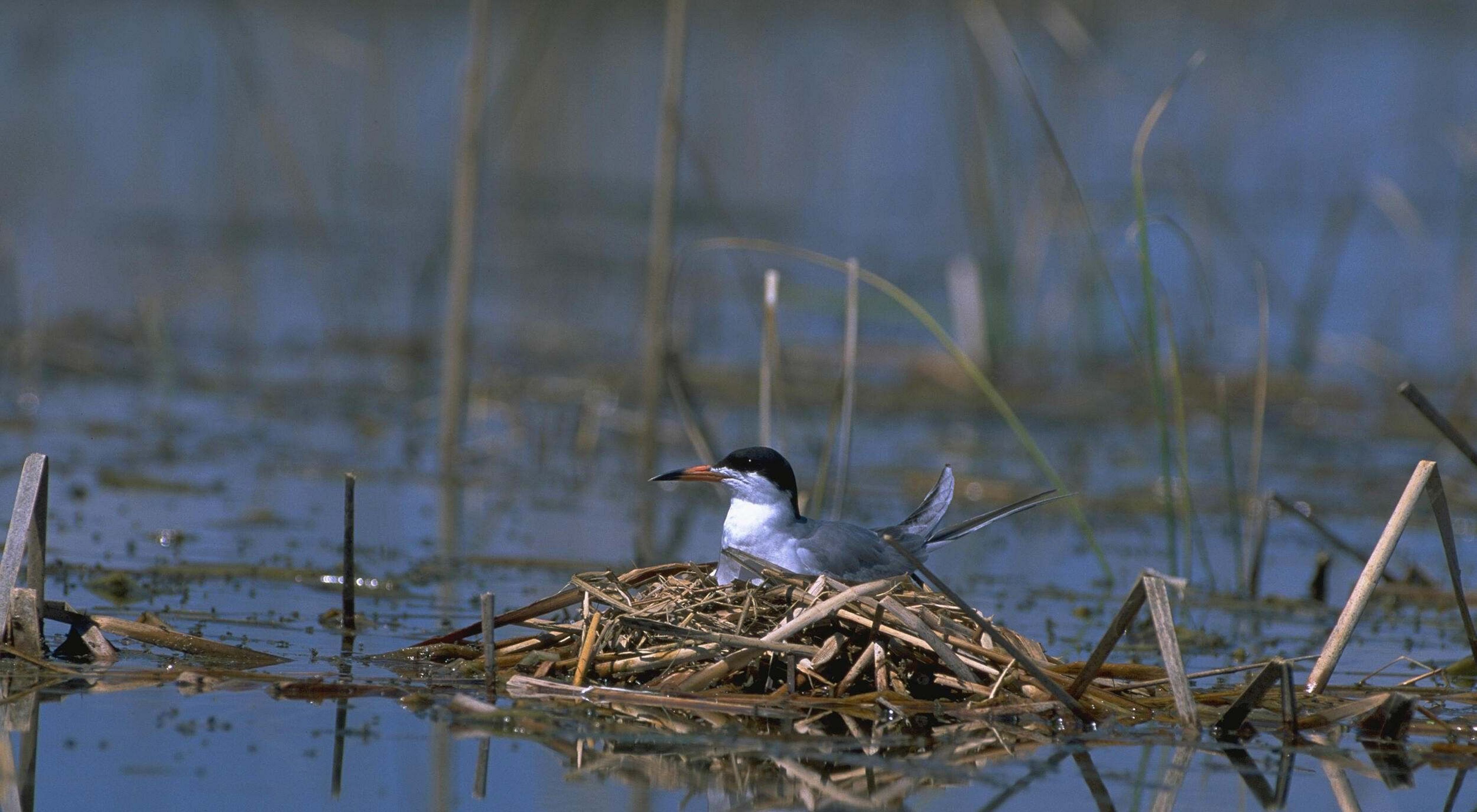 A bird sits on a nest in a wetland area.