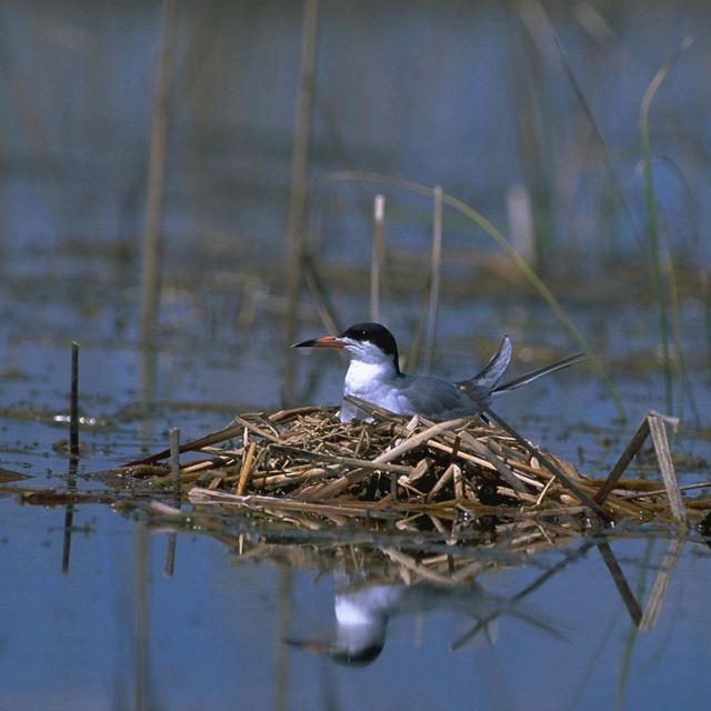 A small black-and-white shorebird sits on a nest in a body of water.