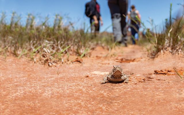 A horny toad with an intense stare lies flat on red earth while several people stand in the background.