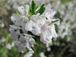White Apalachicola Rosemary wildflower at Apalachicola Bluffs and Ravines Preserve.
