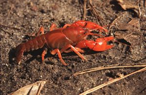 A black fire crayfish crawling on the ground in the wetlands at Apalachicola Bluffs and Ravines Preserve.