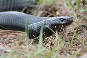 Eastern Indigo Snake in the grass at Apalachicola Bluffs and Ravines Preserve.