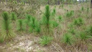 Group of young longleaf pine trees in the forest at Apalachicola Bluffs and Ravines Preserve.