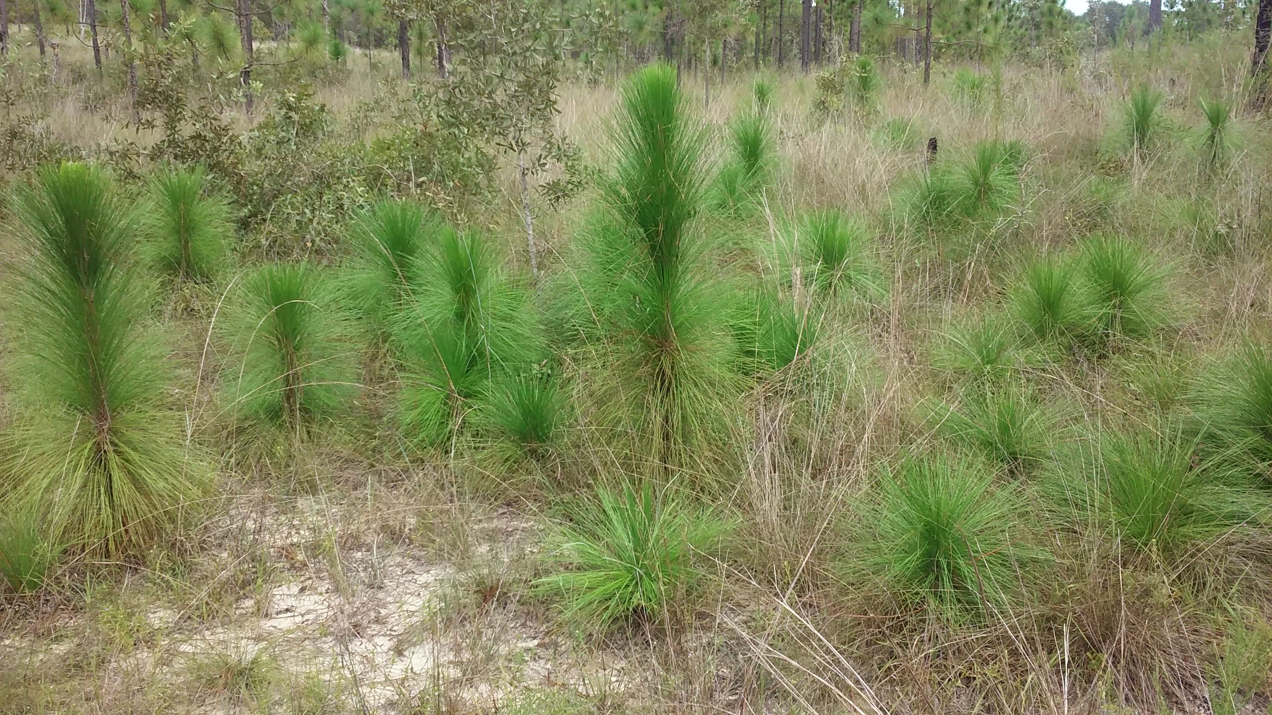 Group of young longleaf pine trees in the forest at Apalachicola Bluffs and Ravines Preserve.