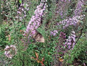 A brown butterfly lighting on purple Liatris ghosoni wildflower in bloom at Apalachicola Bluffs and Ravines Preserve.