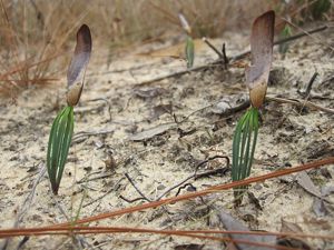 Two baby longleaf pine seedlings poking up through the earth in the germination stage at the start of their life at Apalachicola Bluffs and Ravines Preserve.