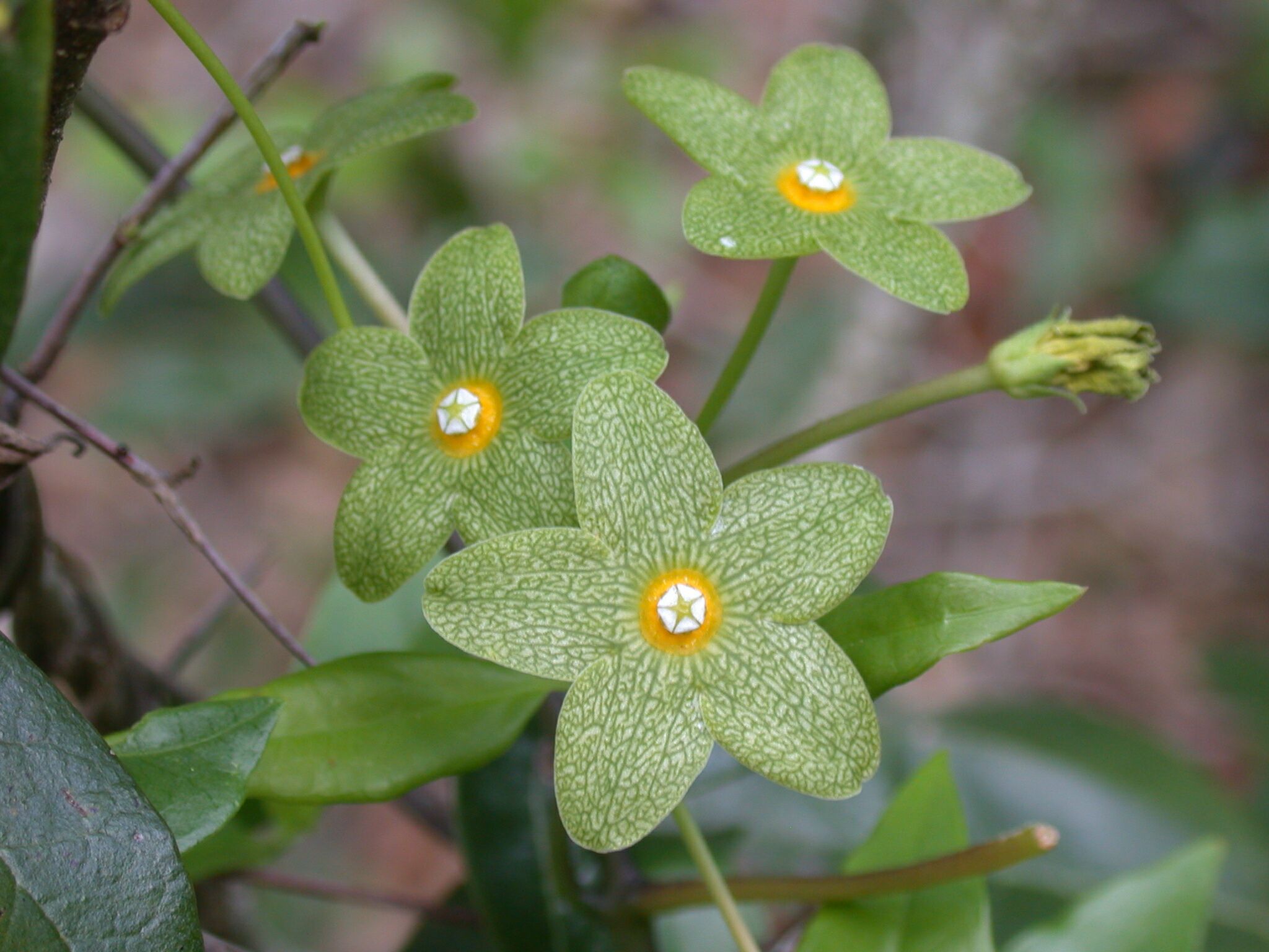 Alabama Milkvine wildflower in bloom at Apalachicola Bluffs and Ravines Preserve.