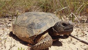 Gopher tortoise crawling on the ground at Apalachicola Bluffs and Ravines Preserve. 