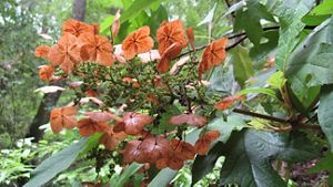 Beautiful orange Oakleaf Hydrangea flower in bloom at Apalachicola Bluffs and Ravines Preserve.