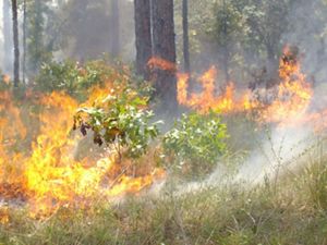 A controlled burn ignites the wiregrass in the longleaf pine forest at Apalachicola Bluffs and Ravines Preserve.