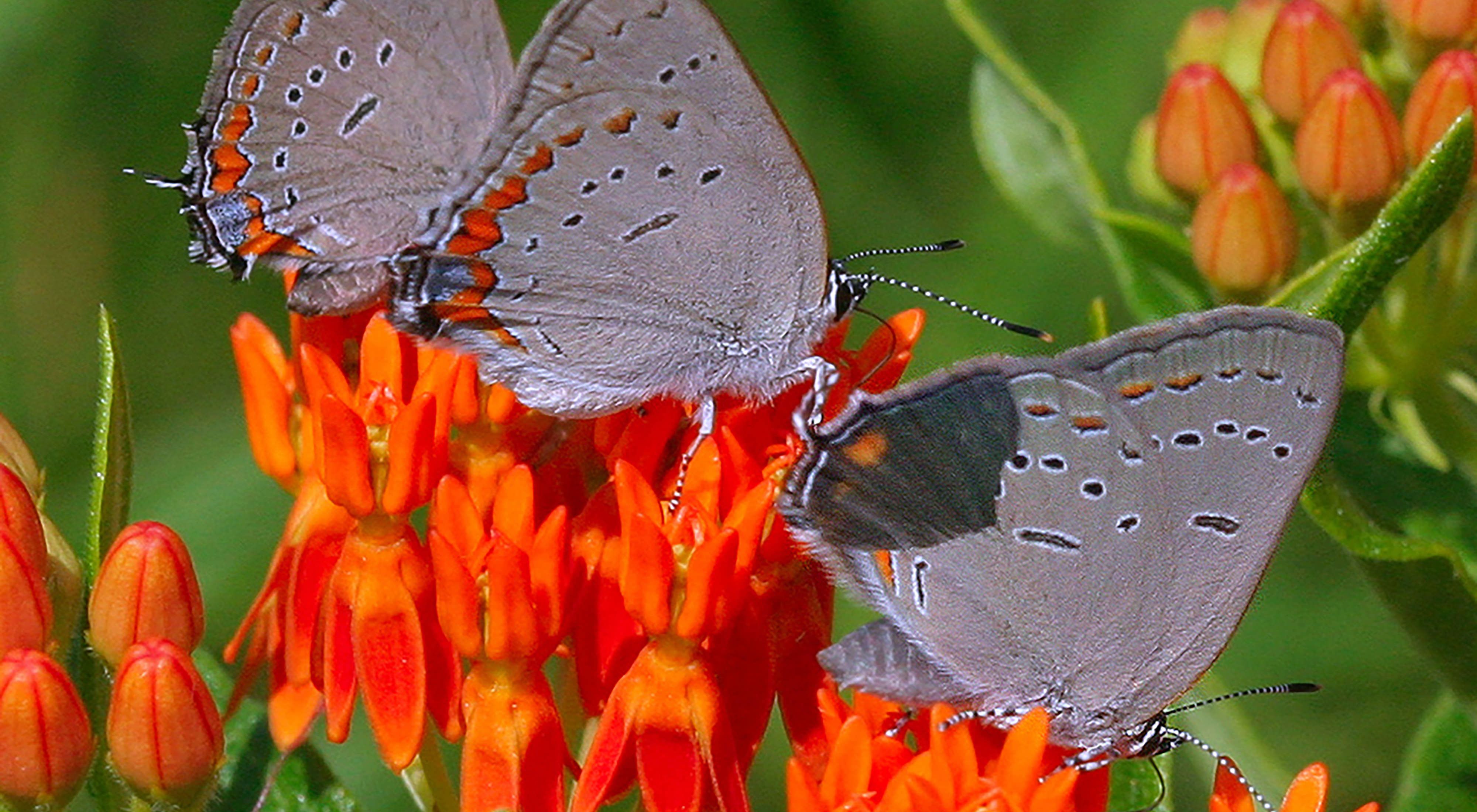 A closeup of two gray butterflies on a bright orange flower at Indian Boundary Prairies. 