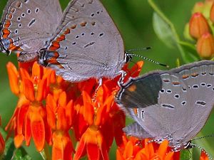 A closeup of two gray butterflies on a bright orange flower at Indian Boundary Prairies. 