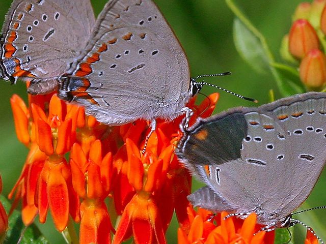 Three grey and orange butterflies rest on orange flowers.