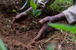 The Principles Of Natural Climate Solutions | TNC