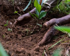 Preguntas frecuentes sobre la alimentación, el clima y la naturaleza
