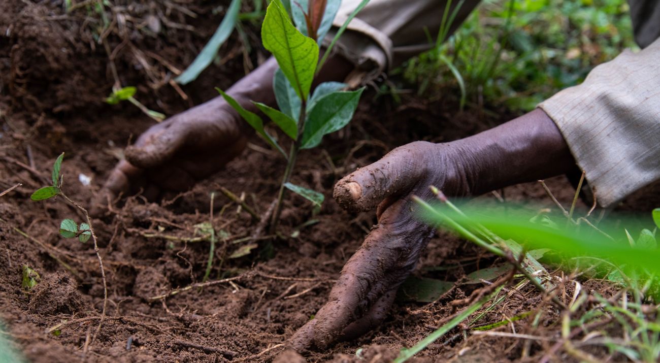 hands in the soil planting a seedling.