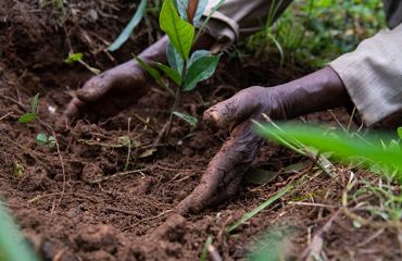 Two hands scoop loose soil around the base of a newly planted tree seedling.