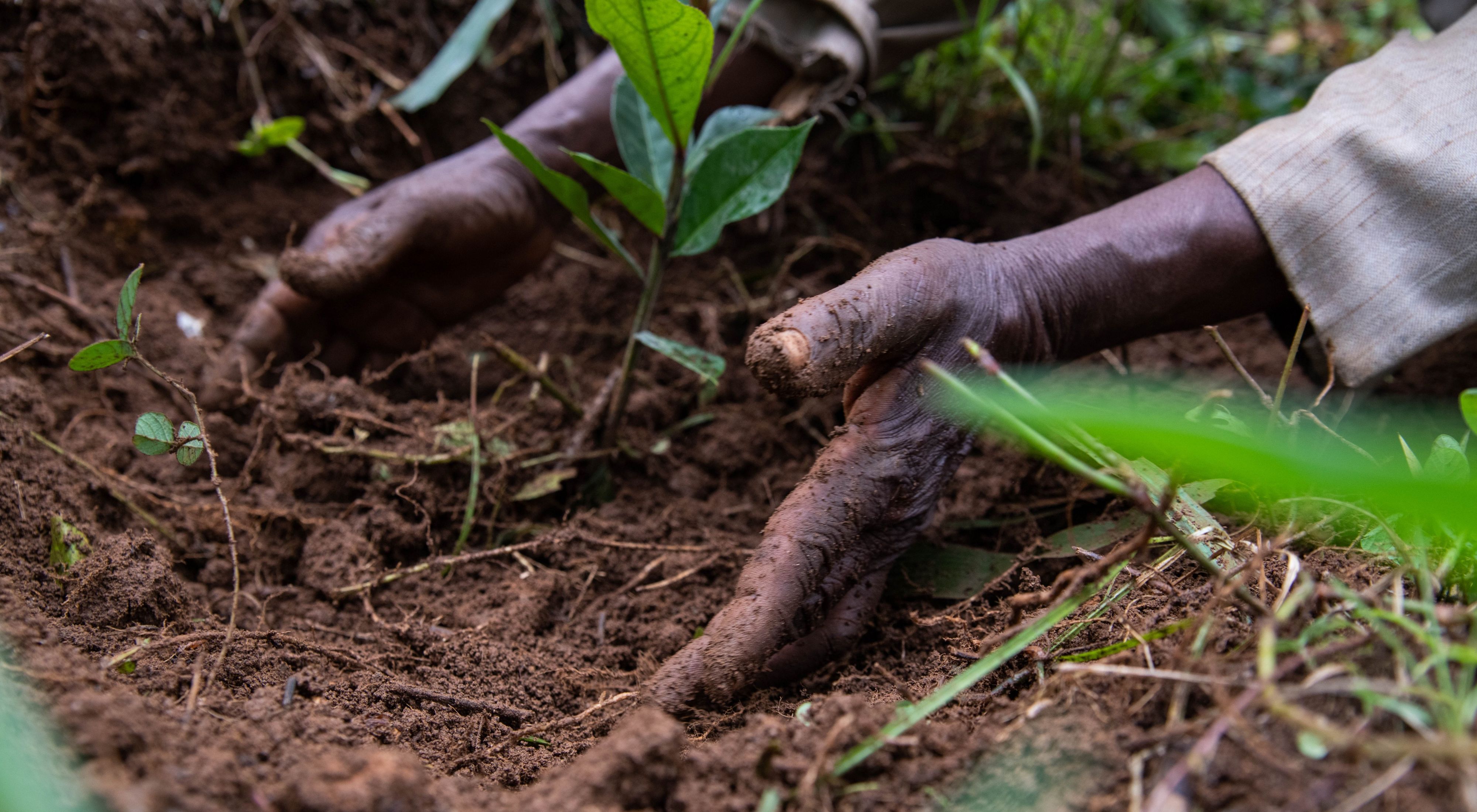closeup of hands in soil planting a tree