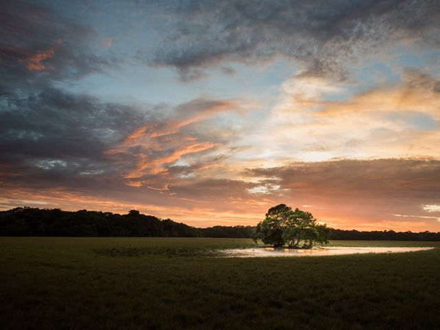 Lone tree in a pond