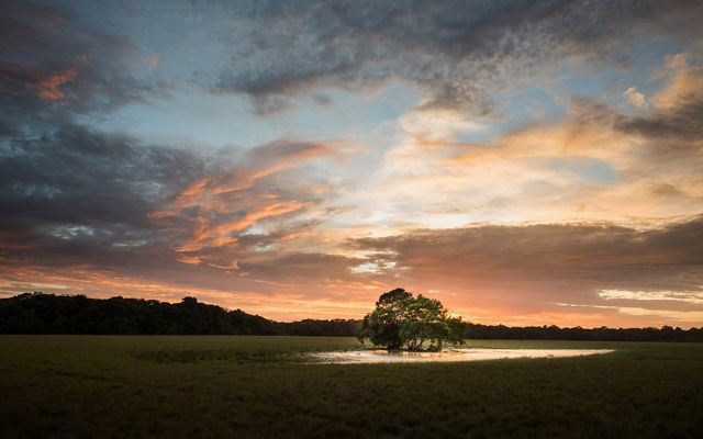 Lone tree in a pond
