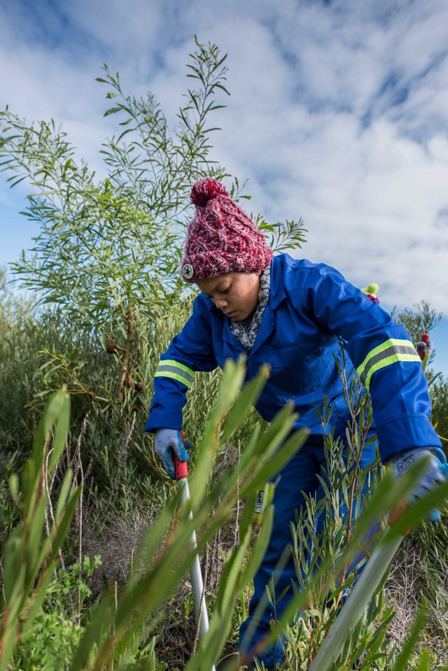 A team of workers have been trained to cut the Port Jackon invasive alien trees, which absorb too much water and threaten the fynbos plant kindgom.