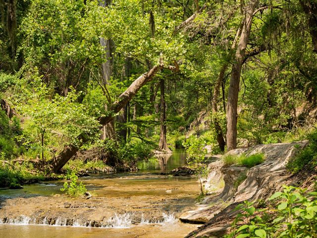 Cypress trees with thick roots line a trickling creek, flowing over large pale boulders.
