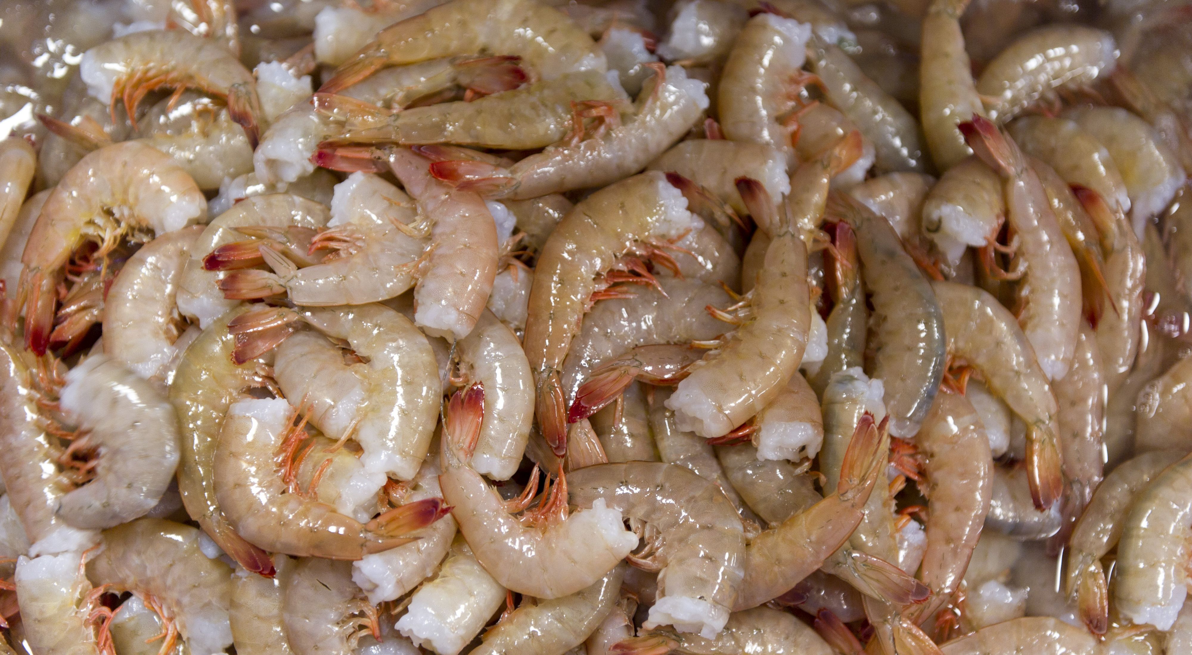 A pile of farmed shrimp awaits processing and packaging.