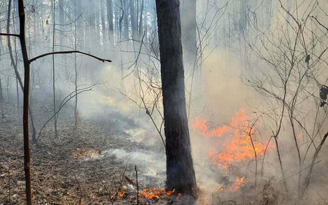 Controlled fire burns in longleaf pine forest.