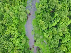 Aerial view looking straight down on a river meandering through a thick forest of bright green trees.