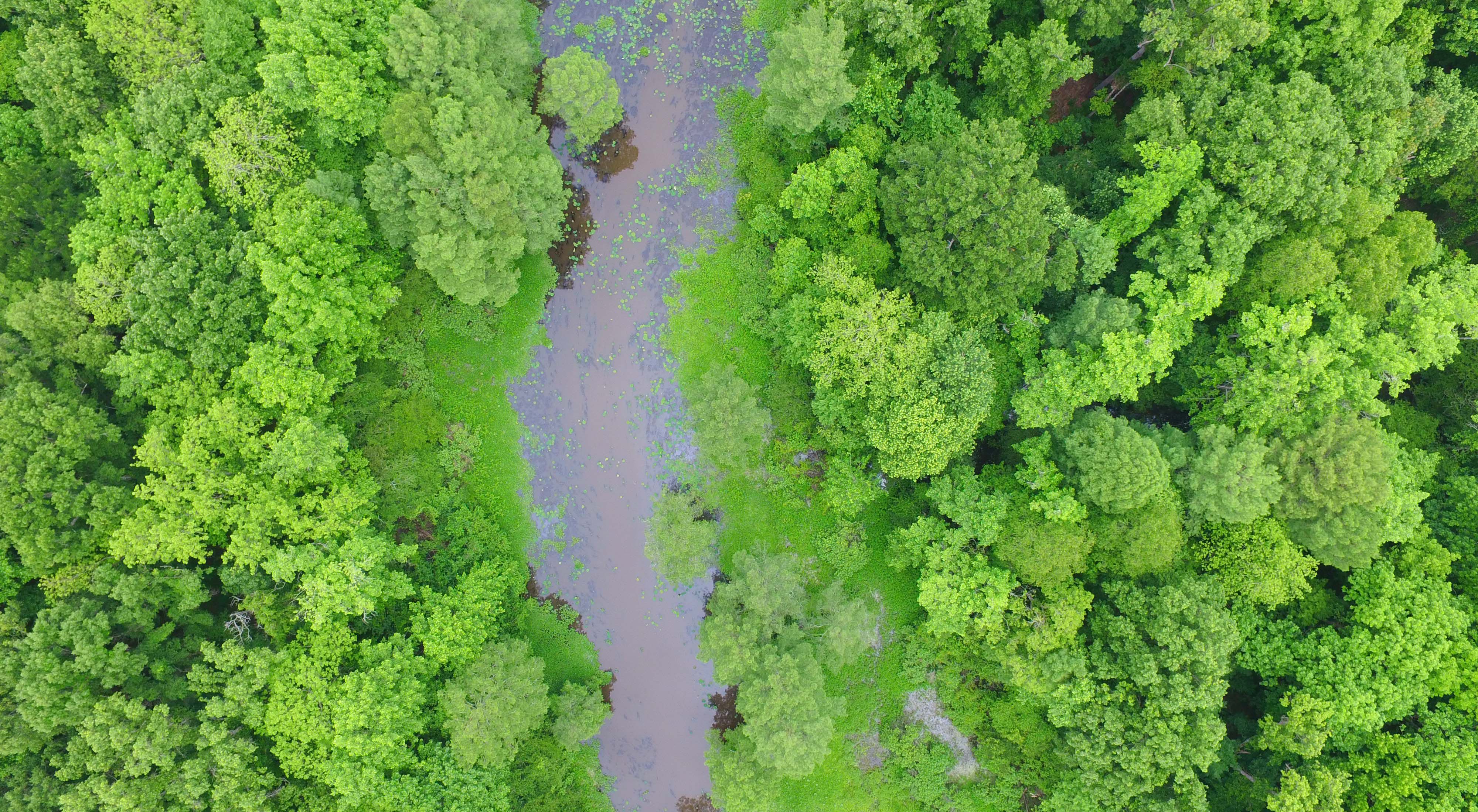 An aerial photo from a drone of forested wetlands in the Atchafalaya River Basin