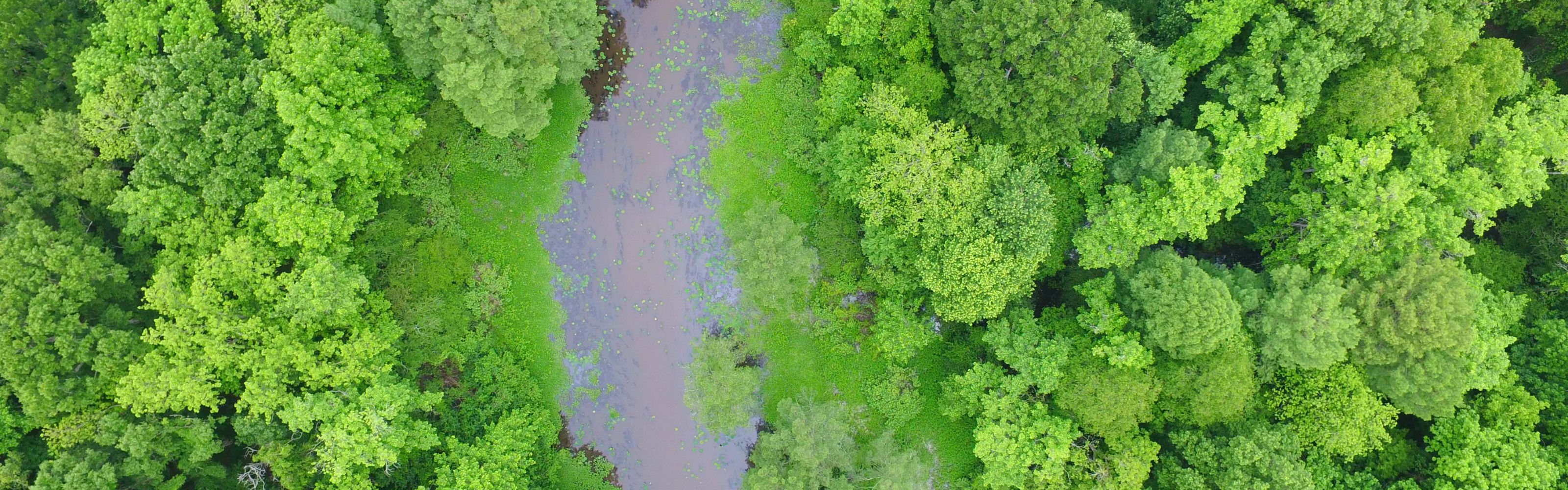An aerial photo from a drone of forested wetlands in the Atchafalaya River Basin