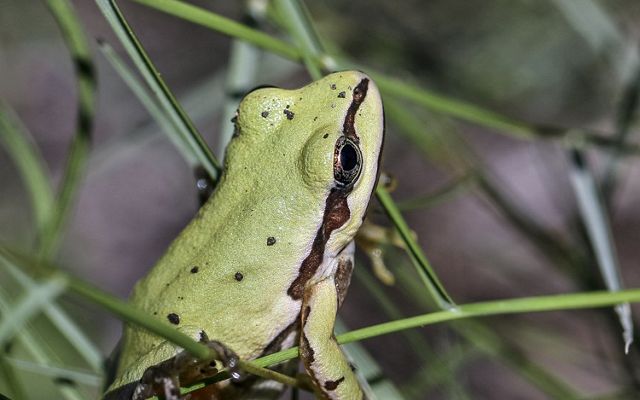 Closeup of a little green front with a brown stripe going down its side.