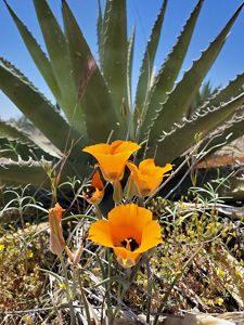 Close up shot of orange poppies and agave plant