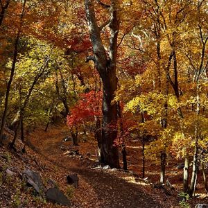 View of a nature trail in the forest during autumn, with trees full of orange and yellow leaves lining the path.