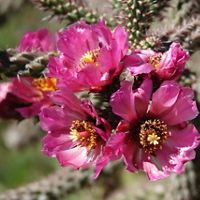 Vibrant, pink cholla flowers on a sunny day.