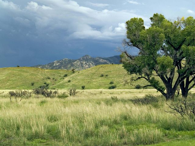 View of green rolling hills with a large tree on the right side and a cloudy sky above.