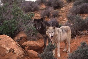 A grey wolf and a black wolf stand next to each other in a red, rocky area with brush.