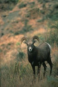 A pronghorn sheep stands alone in a grassy field.