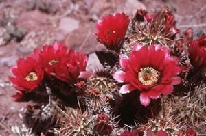 Red cactus blooms