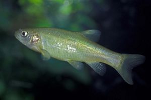 Closeup of a small, green fish.