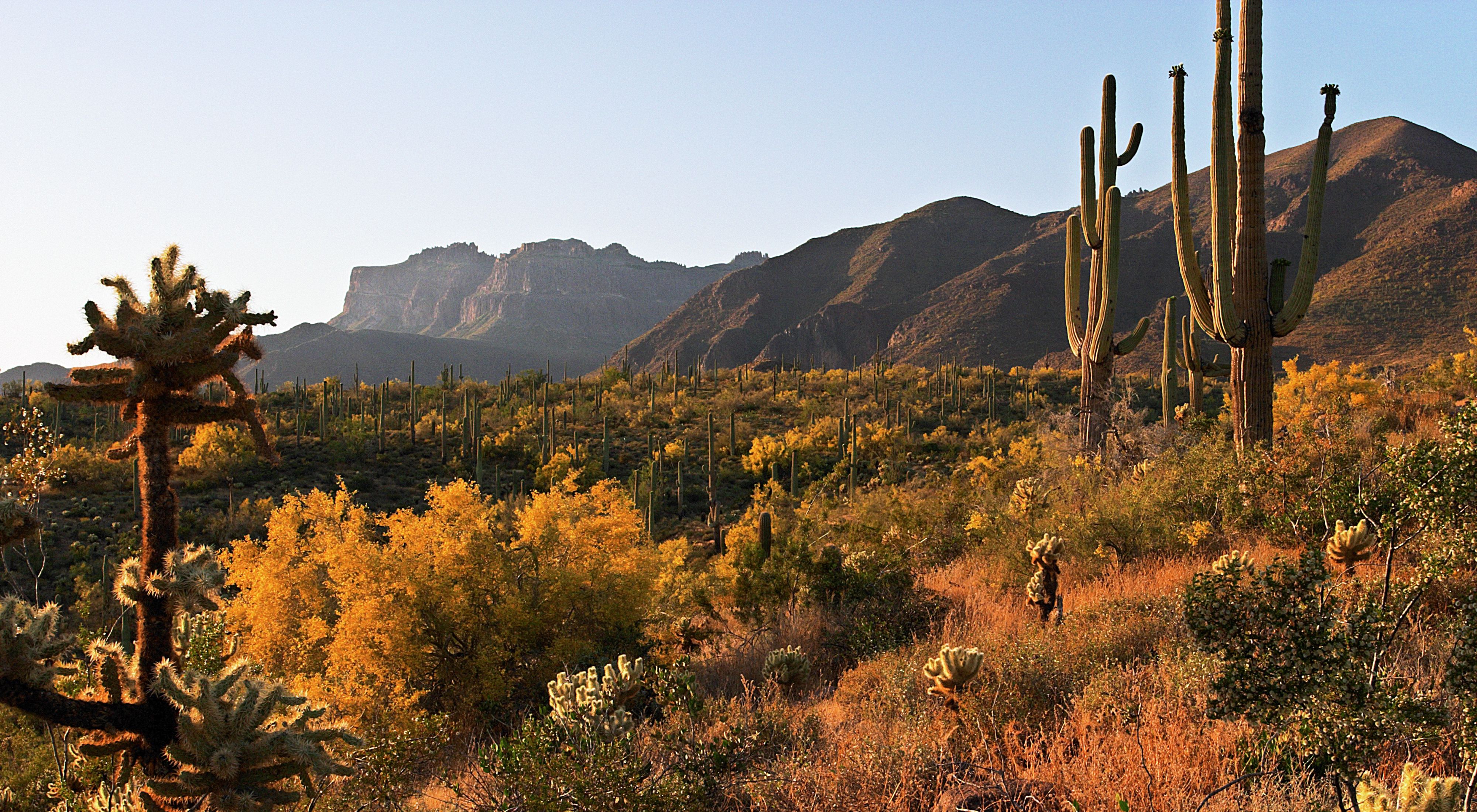 Landscape of cholla and saguaro cactus with mountains in the background.