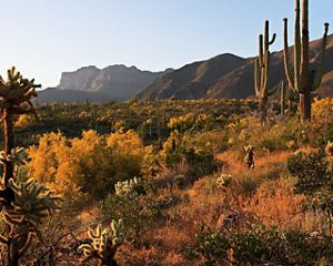 Landscape of cholla and saguaro cactus with mountains in the background.