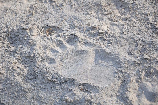 Close-up of bear track in the grey sand.