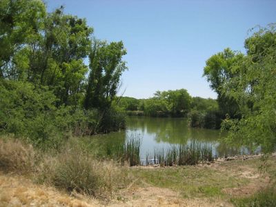 View of a pond at San Pedro River Preserve with lush vegetation surrounding it.