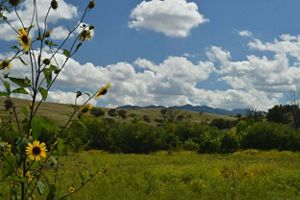 Landscape of green, rolling hills with yellow sunflowers in the foreground on the left side.