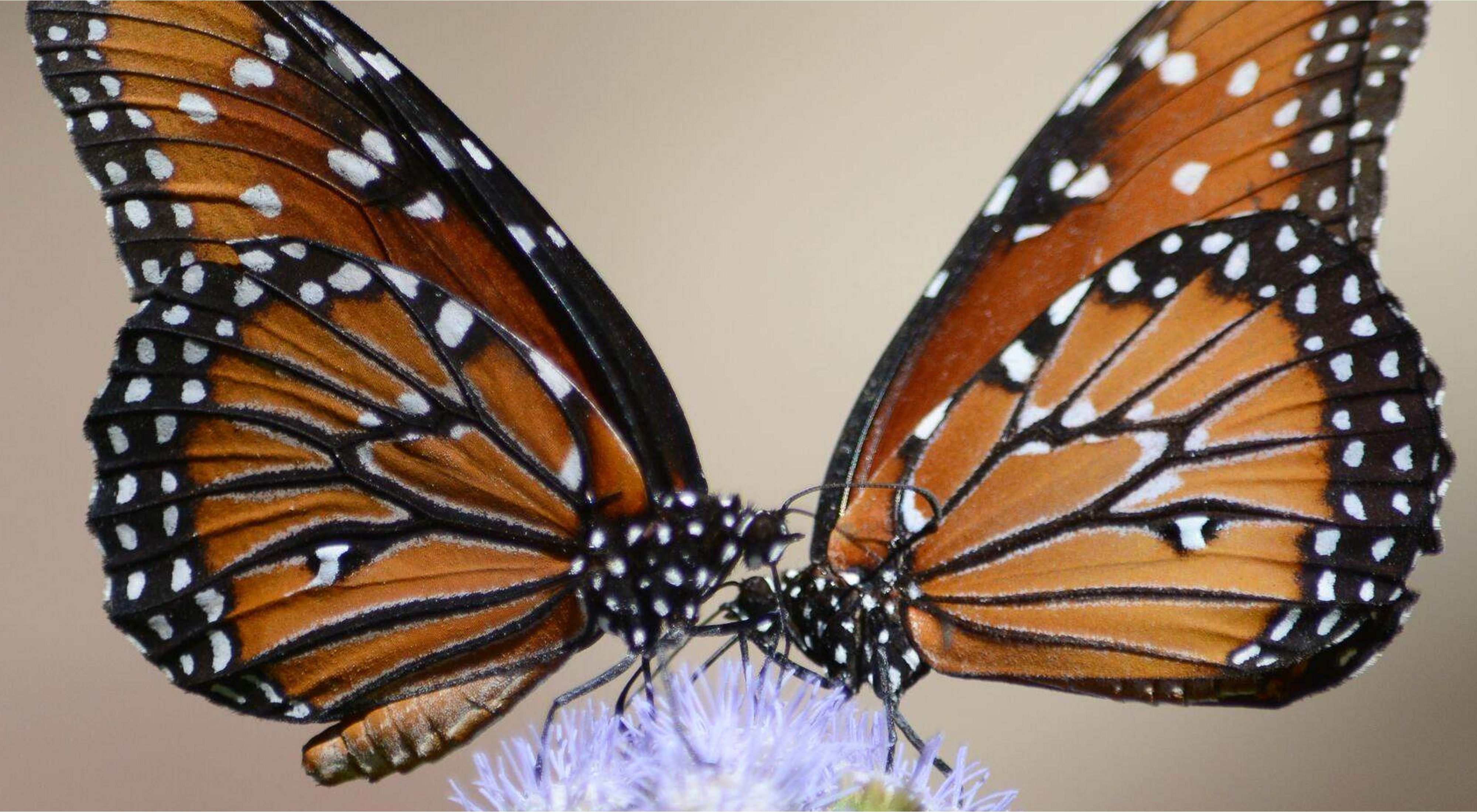 Two queen butterflies facing each other on Blue Mist Ageratum. 