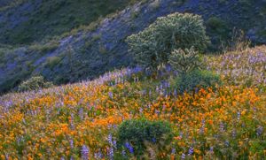 Landscape of hills with a meadow of colorful orange and purple flowers in the foreground, and dark purple flowers in the background with saguaro and cholla cactuses.